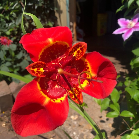 Meet your Posher, Cindy - Picture 3 of 7